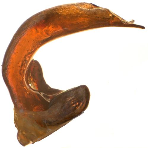 Pterostichus infimus